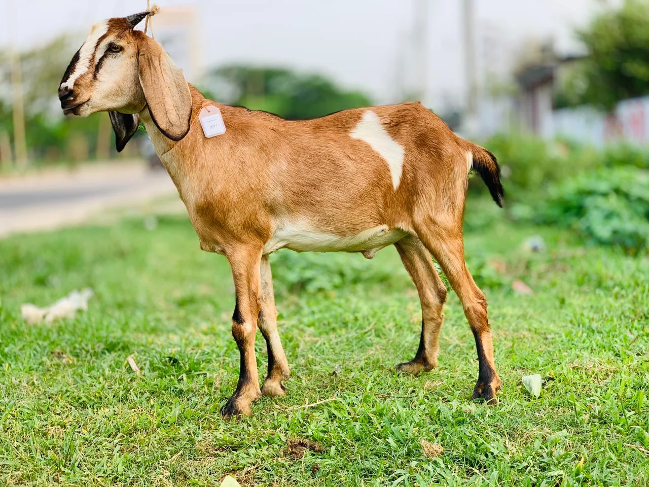 দেশী  ছাগল (25.5 KG) 